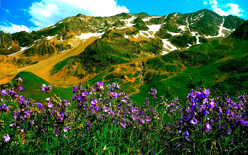 MOUNTAIN GLORY, paesaggio, Fiori, Alpi, Montagne Sfondo HD