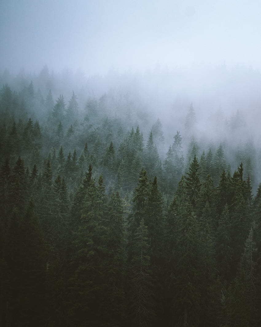 Nature, Trees, Top, Forest, Fog, Tops HD phone wallpaper | Pxfuel