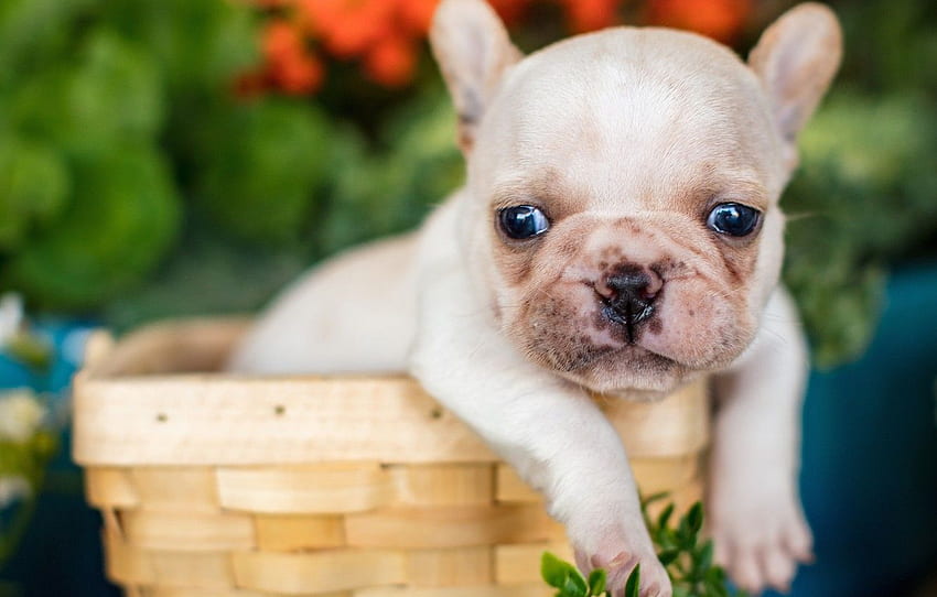 look, basket, legs, baby, puppy, face, French bulldog for , section собаки HD wallpaper