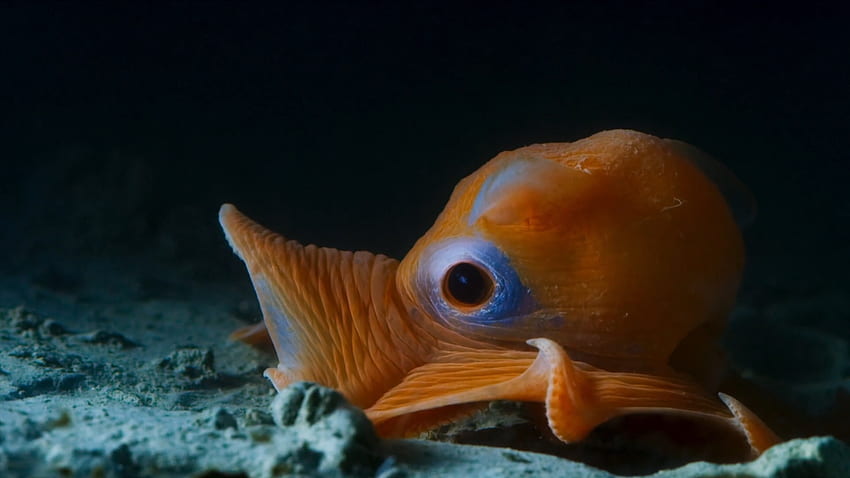 Flapjack Oktopus: HD-Hintergrundbild