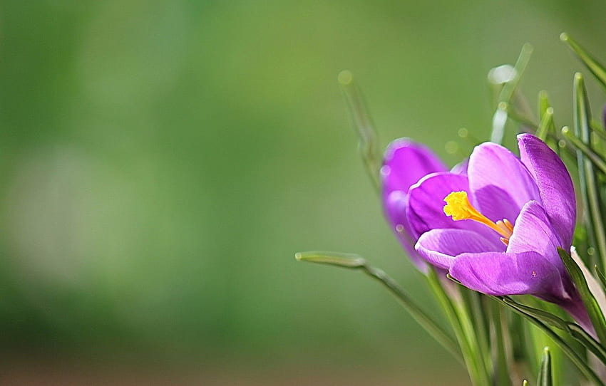มาโคร ธรรมชาติ กลีบดอก Krokus สำหรับ ส่วน цветы - วอลล์เปเปอร์ HD