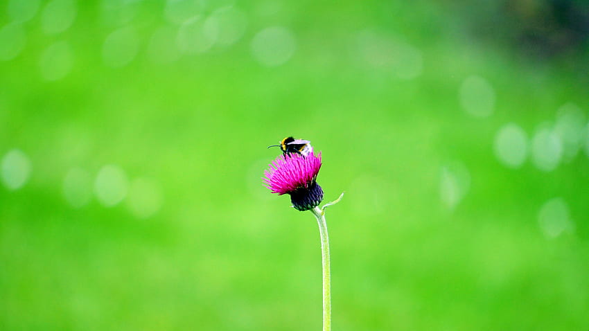 Flower, Macro, Bud, Bee HD wallpaper