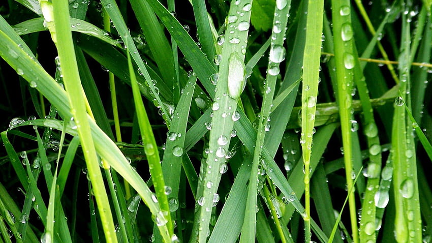 Grass, Drops, Macro, Morning, Dew HD wallpaper