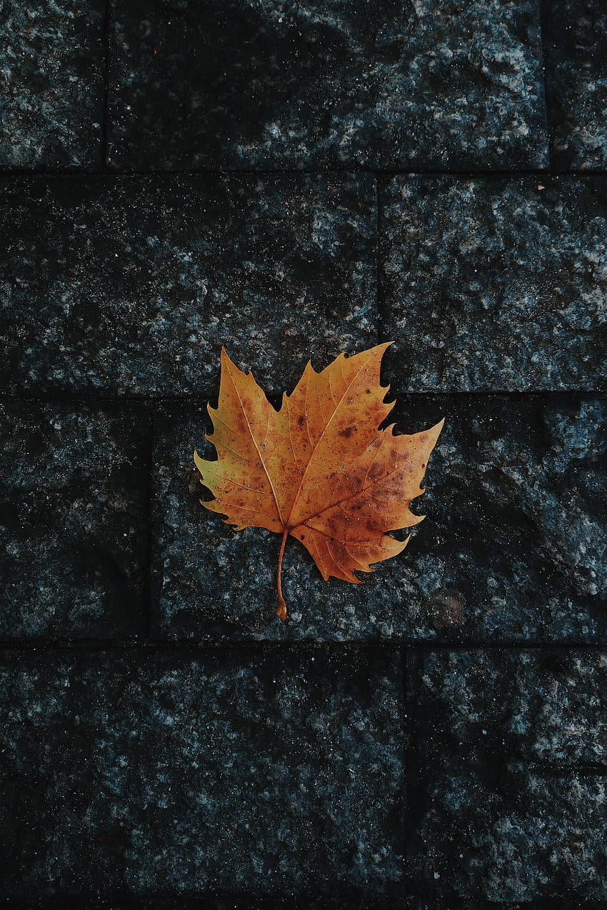 自然, 秋, シート, 葉, カエデ, 落ちた HD電話の壁紙