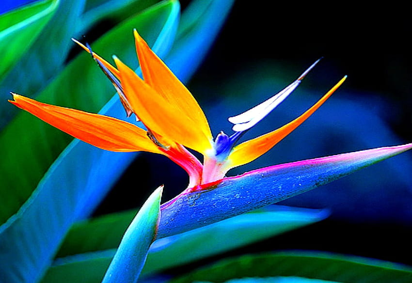 Heliconia background . HD wallpaper