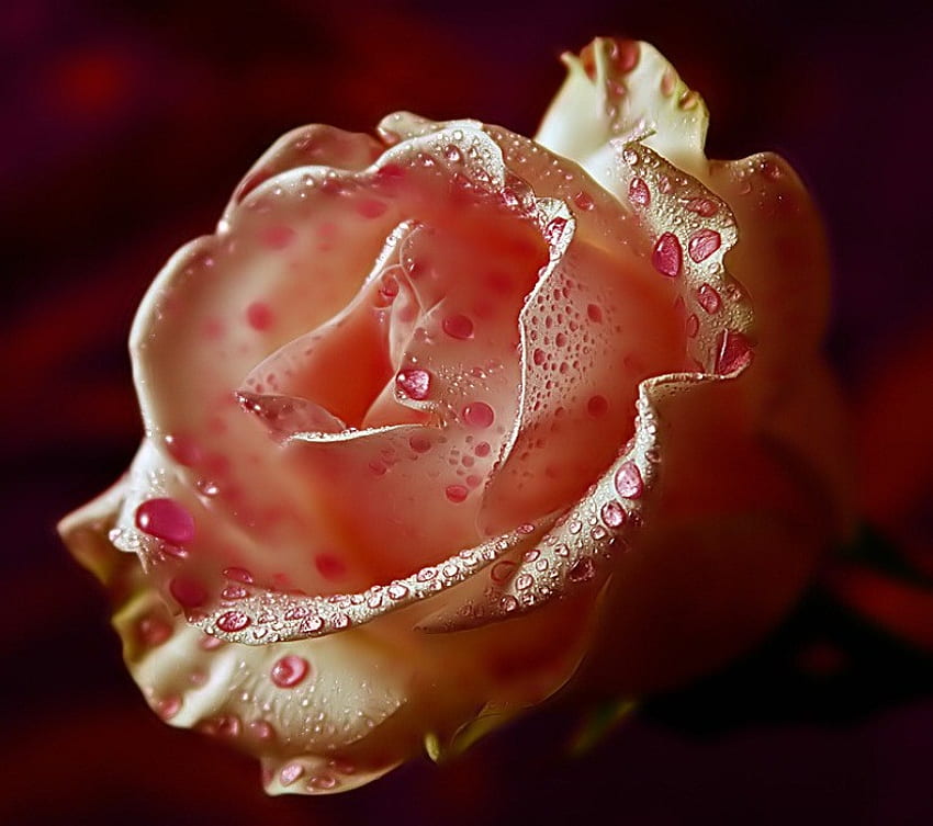 赤面のバラ、黒の背景、美しい、バラ、ピンク、ウェット、花びら、花、露に濡れた、露 高画質の壁紙