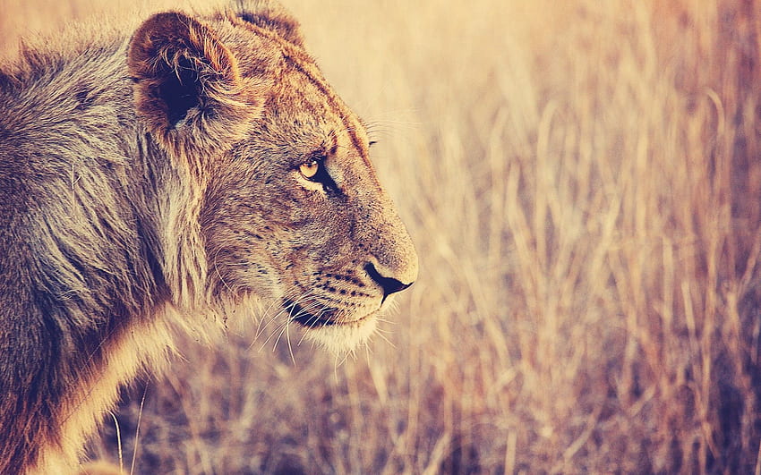 สัตว์ หญ้า ปากกระบอกปืน สิงโต นักล่า แมวตัวใหญ่ โปรไฟล์ วอลล์เปเปอร์ HD