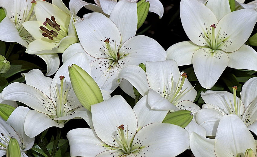 Flowers, Lilies, Buds, Lot, Snow White HD wallpaper