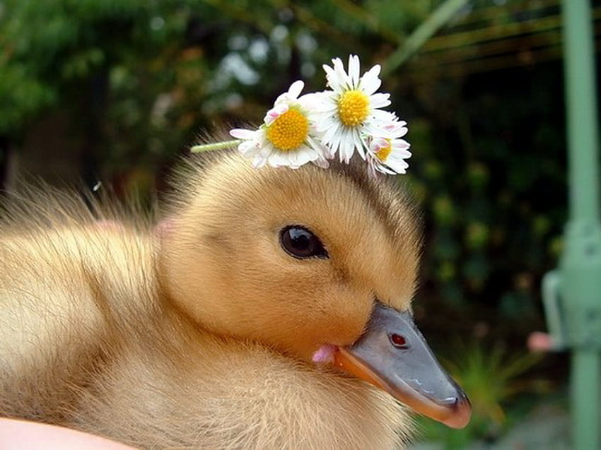 Daisy duck, yellow and black, bird, daisies on head, baby duck HD wallpaper