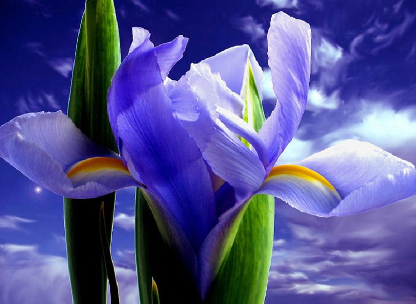 Colores celestiales, azul, plantas, brotes, agradable, rosa, otros, pétalos, flores, flor, brote, rosas, suave, hermoso, púrpura, tierno, bonito, fresco, naturaleza, flores, encantador, floraciones fondo de pantalla
