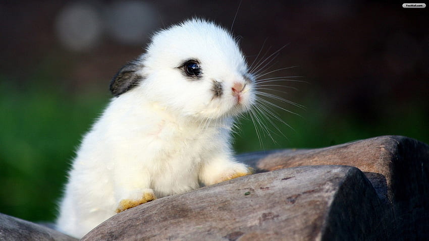 토끼, 귀여운, 흰색, 부활절 HD 월페이퍼