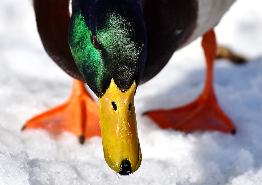 Duck, mallard, beak, muzzle, colorful HD wallpaper