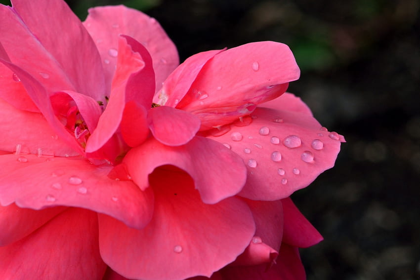 Schöne Regentropfen-Rose, Tautropfen, Morgentau, schöner Regentropfen, schöne Blume, Makrorose, Regentropfen, Makroblume, Tau HD-Hintergrundbild