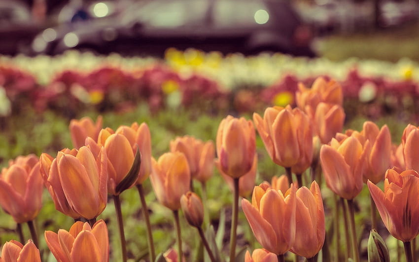 Nature, Flowers, Tulips, Petals HD wallpaper