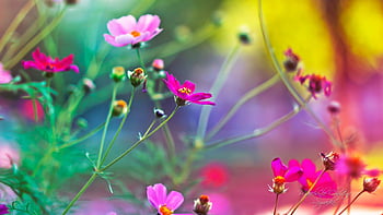 Page 17 | flower cool HD wallpapers | Pxfuel