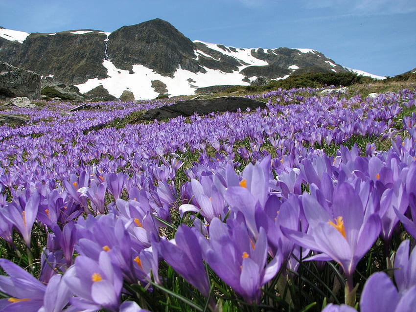 Spring has spoken, purple, crocus, field, violet, spring HD wallpaper