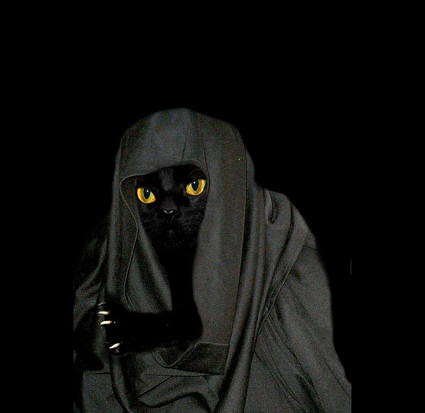 Kucing Kematian Penyihir, hitam, binatang, penyihir, mata, panas, imut, kucing Wallpaper HD
