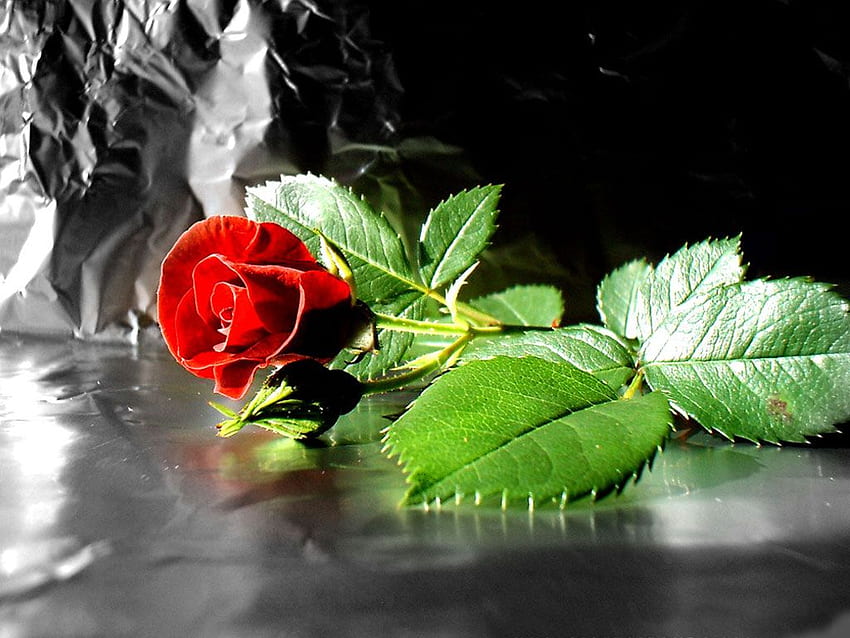 애니메이션 GIF: 당신에게 줄 아름다운 붉은 장미, 발렌타인 데이 꽃 HD 월페이퍼