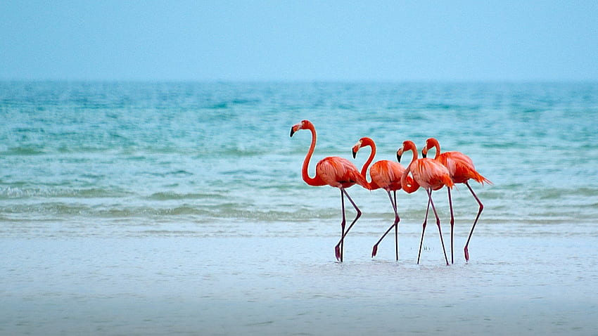 Flamingos on a Beach . Background . HD wallpaper | Pxfuel