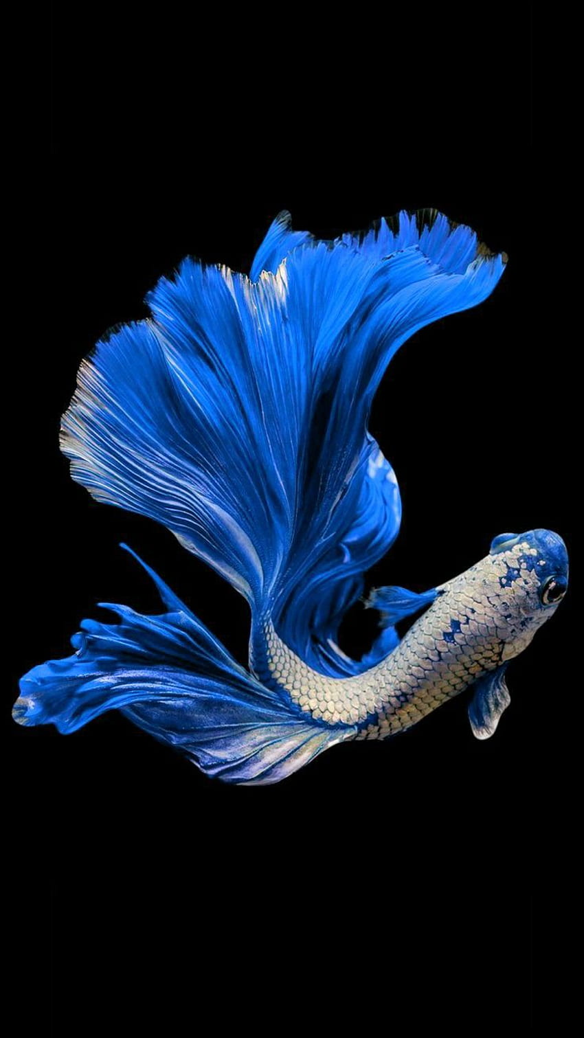 48 Blue Ocean Wallpaper with Fish  WallpaperSafari