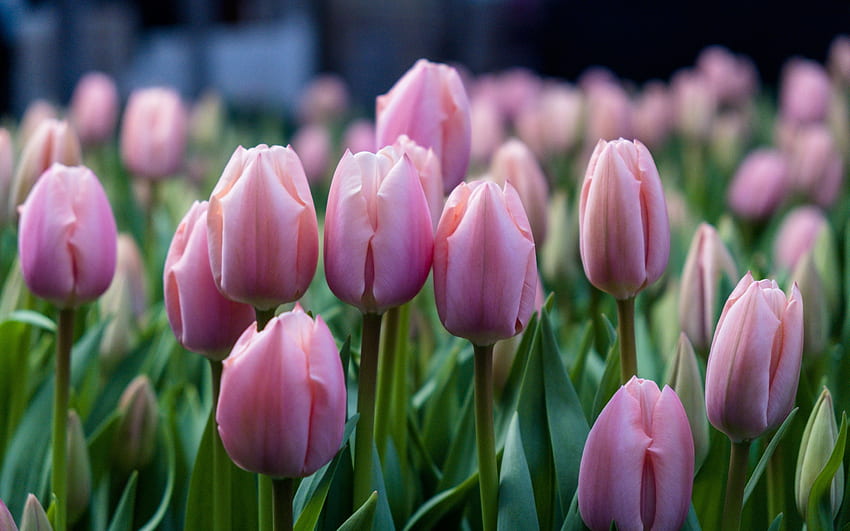 tulipani rosa, fiori selvatici, tulipani, con tulipani rosa, tulipani viola, primavera, fiori primaverili Sfondo HD