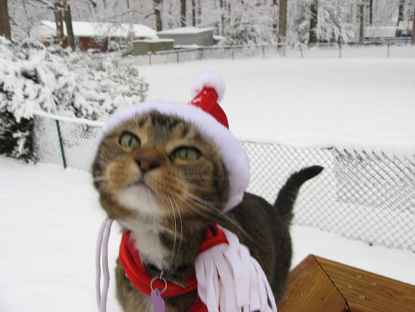 gato de navidad, invierno, nieve, sombrero de santa, gato, felino fondo de pantalla