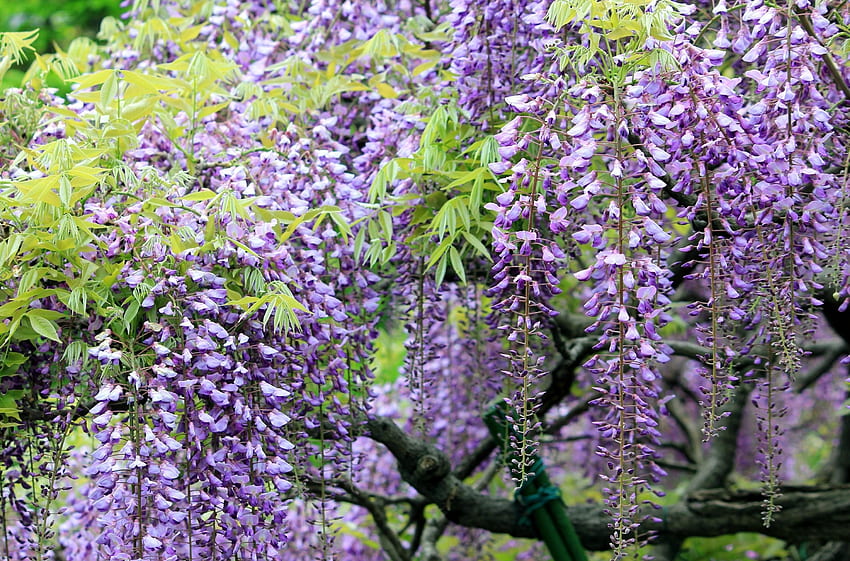 Flowers, Branches, Clusters, Bunches, Sharpness, Wisteria HD wallpaper