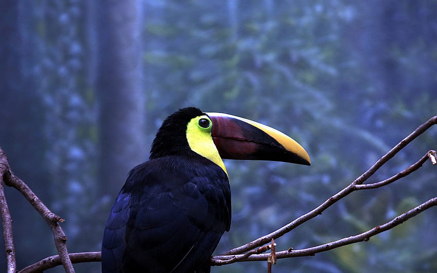 Toucan, blue, branch, beak, colorful, woods, bird, forest HD wallpaper
