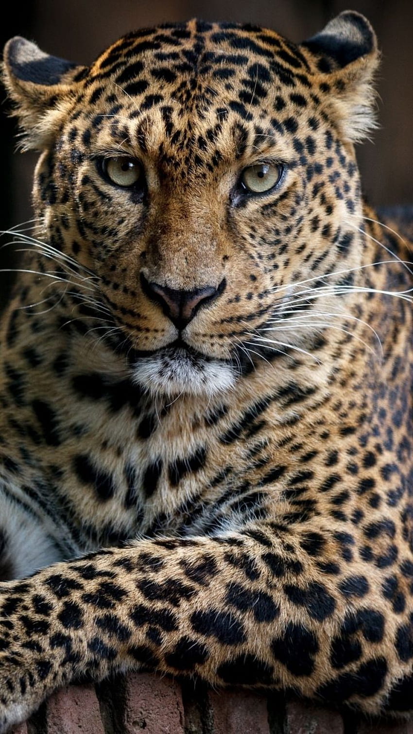 Животни, Красив леопард HD тапет за телефон