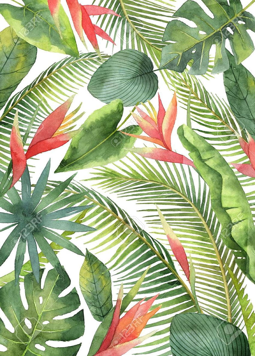 熱帯の花と葉が分離された水彩カード。 植物の絵, 熱帯の背景, 熱帯の絵 HD電話の壁紙