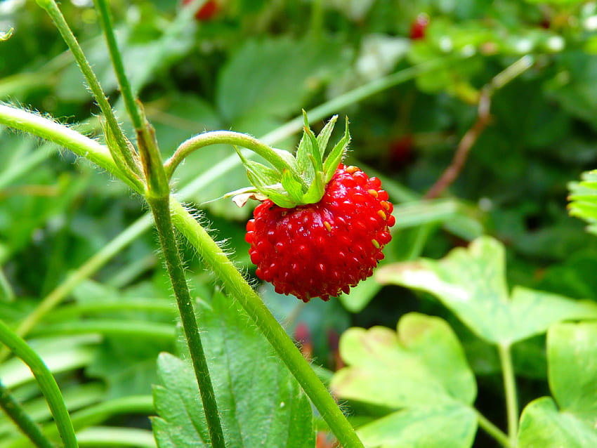 Food, Leaves, Berry, Ripe, Wild Berry, Forest Berry HD wallpaper