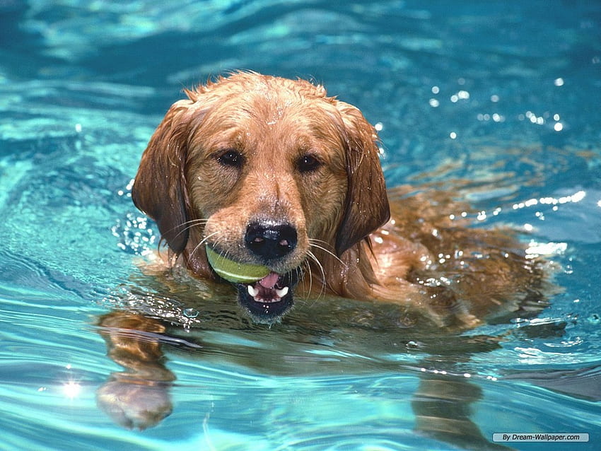 Sweet labrador, sweet, animal, dog, swim, puppy, labrador, water HD wallpaper