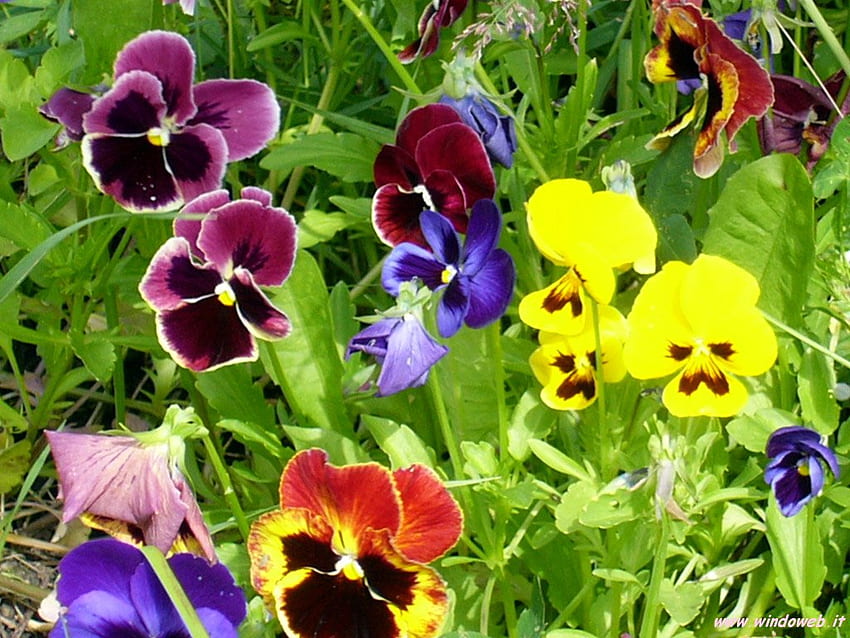 pansy, warna-warni, bunga, musim semi Wallpaper HD