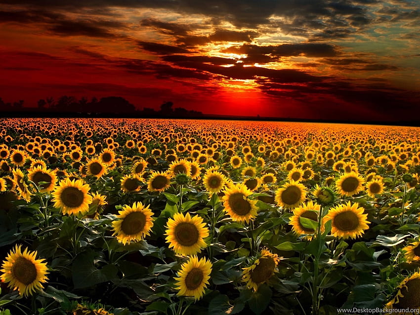 Sunflower Field Full Background HD wallpaper