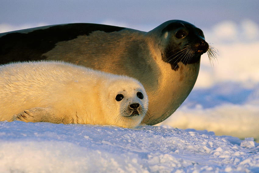 Harp Seal Facts and - National Geographic Kids, Baby Harp Seal HD wallpaper