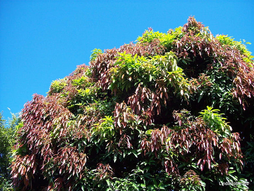Strzelaj!: Drzewo mango Tapeta HD