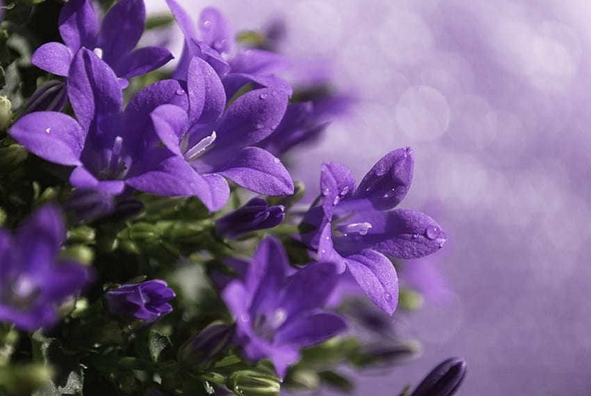 Purple Love, purple, garden, beautiful, flower HD wallpaper