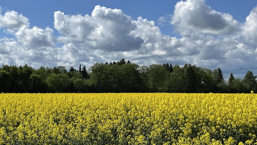 ラトビア、ベルゼインの菜種油田、菜の花、黄色、雲、風景、木々、空 高画質の壁紙