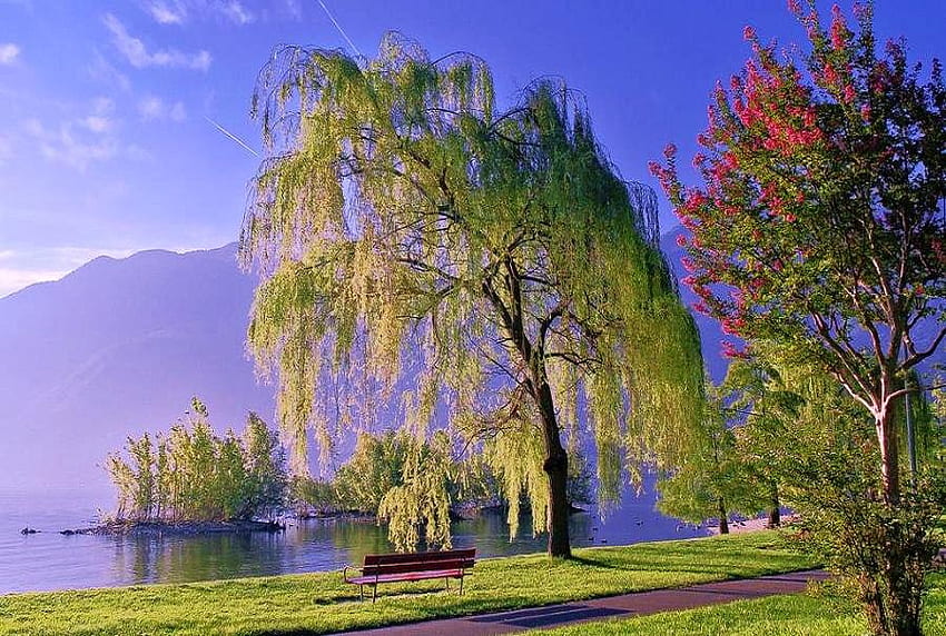 Under the willow, turning tree, blue sky, bench, lawn, mountains, lake HD wallpaper