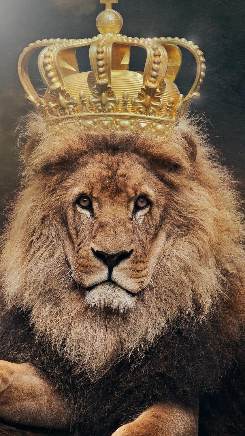 Black Lion, King Crown HD phone wallpaper