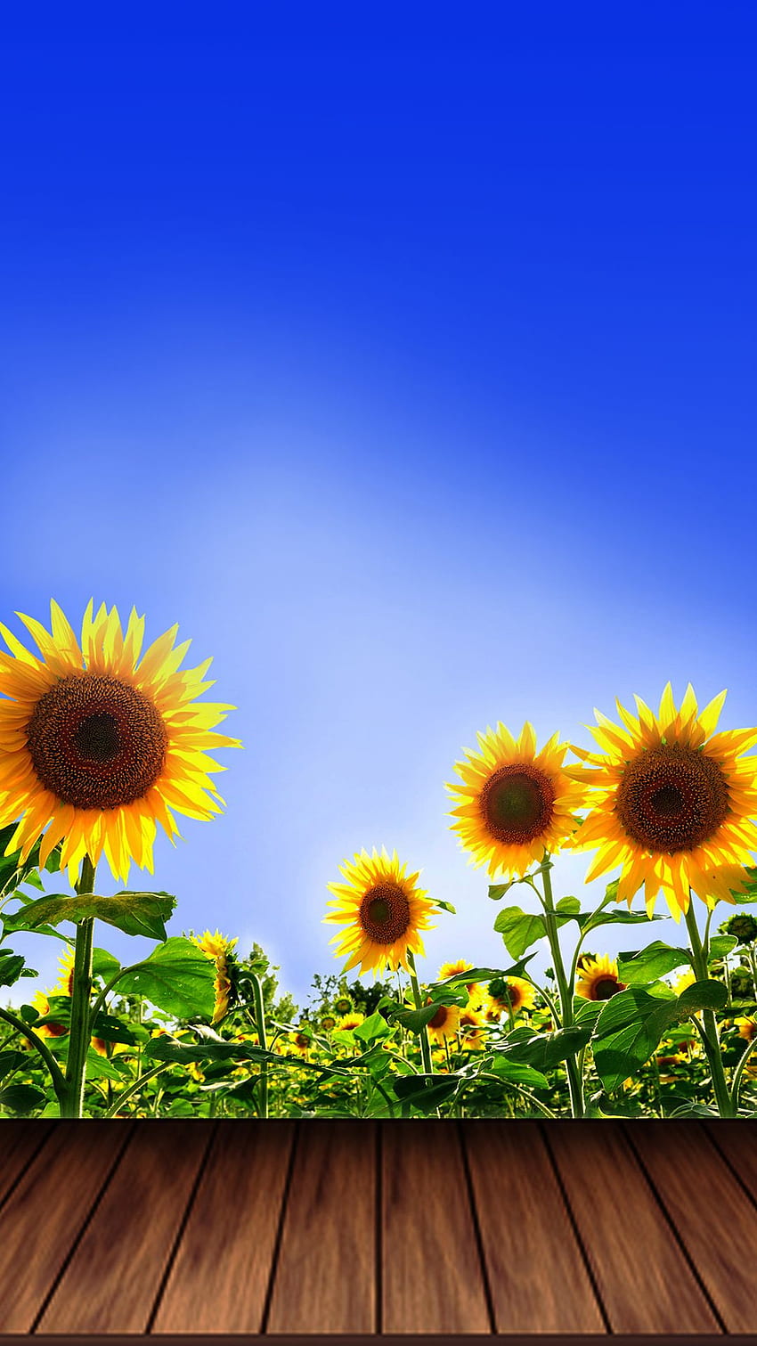 Sunflower iPhone 6 Plus. Phone, Sunflowers HD phone wallpaper