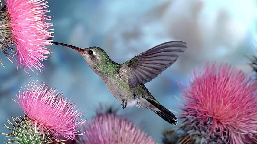 Animals, Humming-Birds, Bird, Flight, Wave, Sweep HD wallpaper