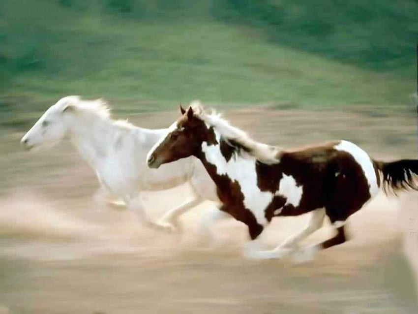 Wyścigi konne, zwierzę, koń, cavalo Tapeta HD