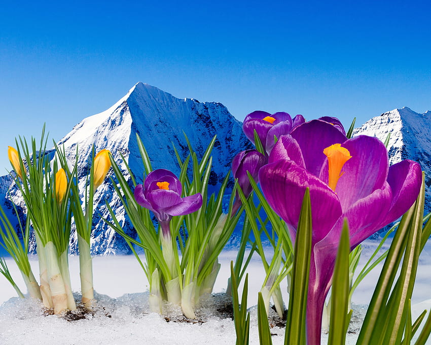 Snowy Mountains, snow, nature, flowers, mountains, crocuses HD wallpaper