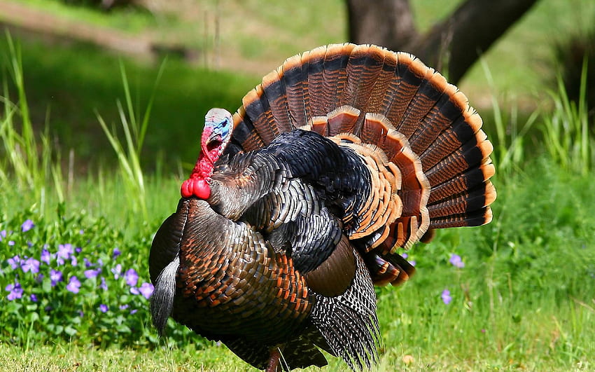 bird, turkey, feathers ultra, Wild Turkey HD wallpaper