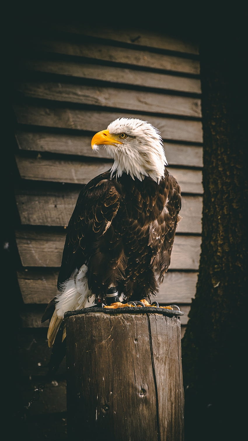 Schwarzweißer Adler auf schwarzem Holzzaun – Vogel auf Unsplash, Schwarzer Adler HD-Handy-Hintergrundbild