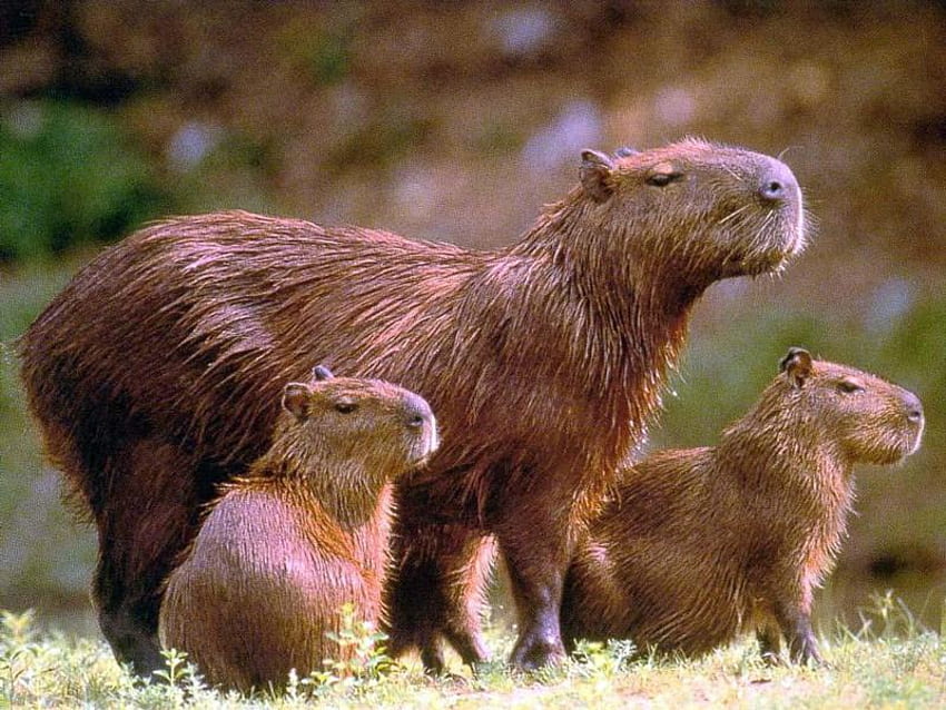 Die Capybaras, behaart, Nagetier, Südamerika HD-Hintergrundbild