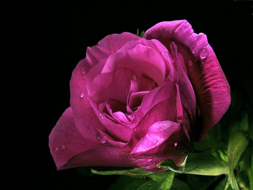 Pour Tamara012, rose, couleur rose, fond noir, vert Fond d'écran HD
