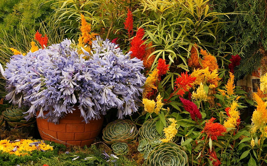 Blumen, Gemüse, Blumenbeet, Blumenbeet, Garten, Diverse, Blumentopf, Töpfe, Verschiedene HD-Hintergrundbild