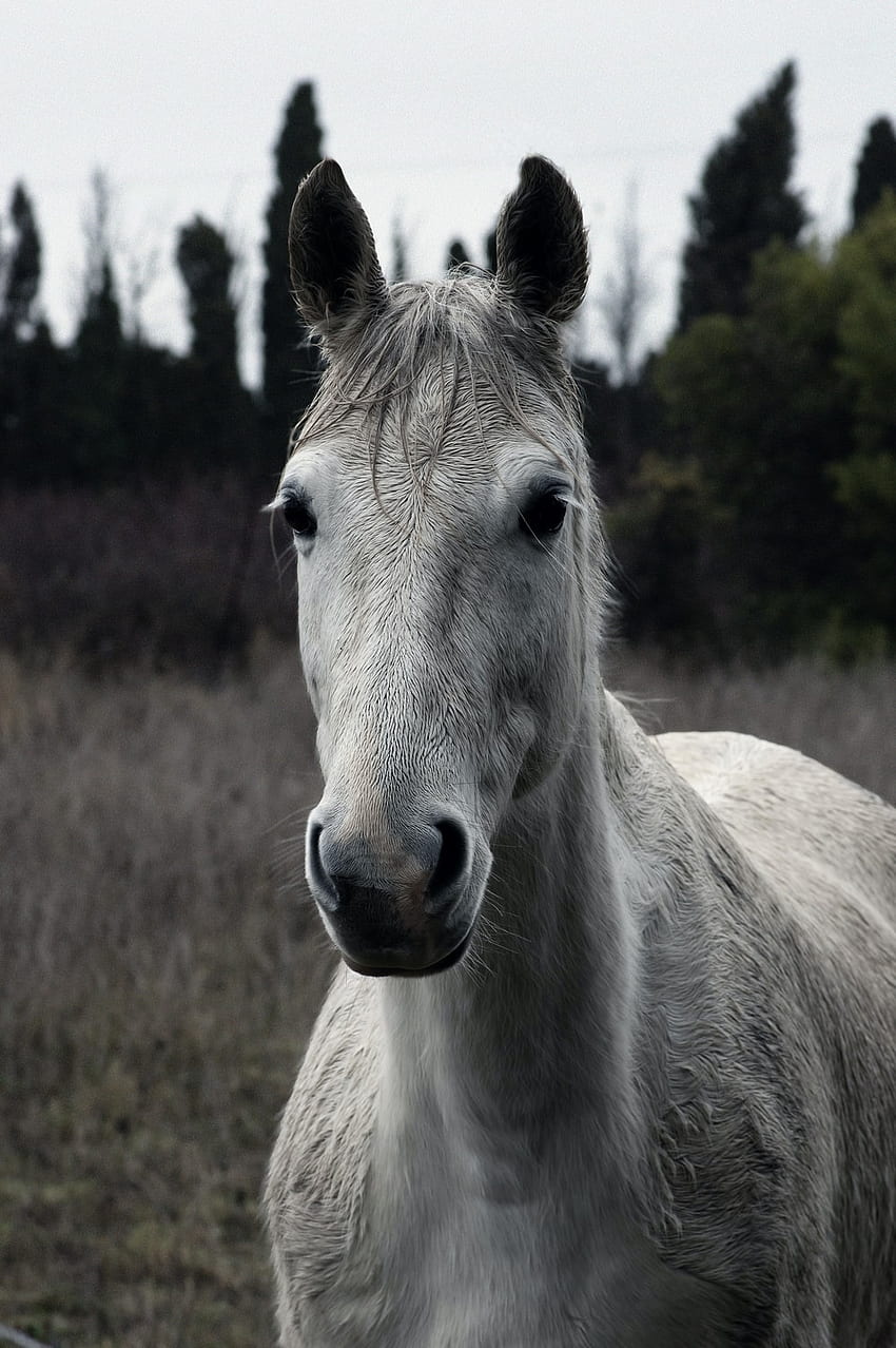 昼間の茶色の草原の白い馬 – フランス、まだら灰色の馬 HD電話の壁紙